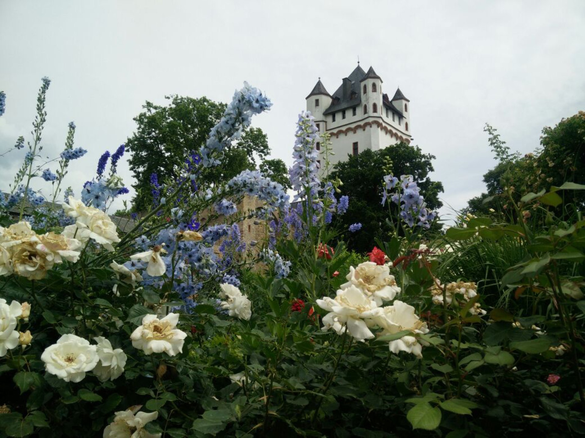 Eltville Heimat für Deutschlands schönsten Rosengarten