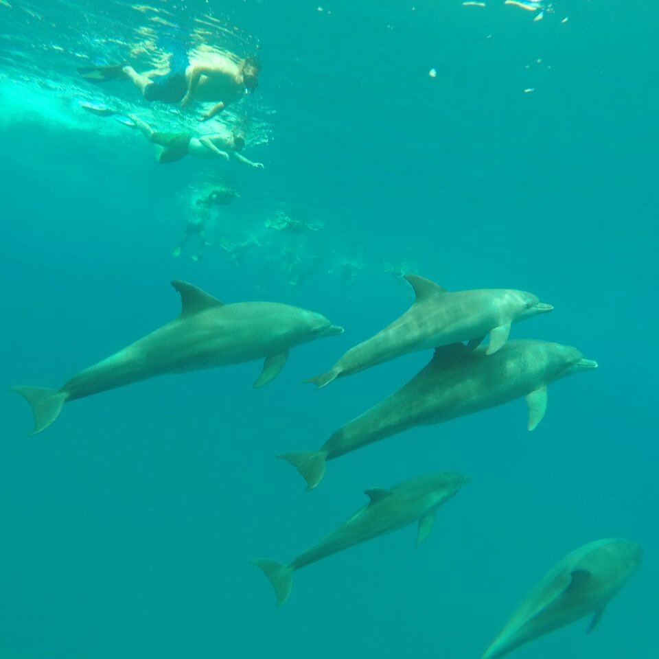 Schnorcheln mit Delphinen in Hurghada